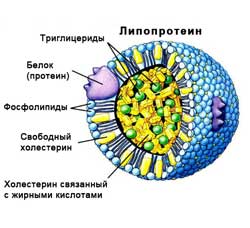 липопротеины - структура липопротеины - структура