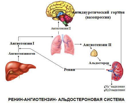Ренин-ангиотензин-альдостероновая система Какова функция ренина в организме