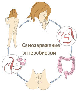 Самозаражение энтеробиозом Как происходит самозаражение энтеробиозом