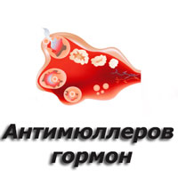 Антимюллеров гормон – что это такое и как его привести в норму?