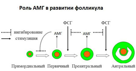 Роль АМГ в развиии фолликула Антимюллеров гормон показывает наличие антральных фолликулов в яичниках