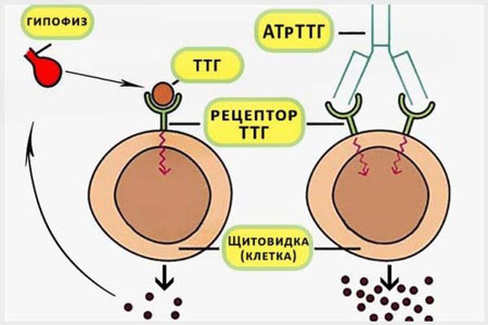 Антитела к рецепторам тиреотропина Как образуются антитела к рецепторам ТТГ