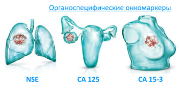 Онкомаркеры органов