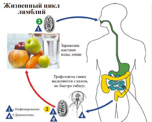 Лямблиоз — пути заражения Как цисты попадают в организм