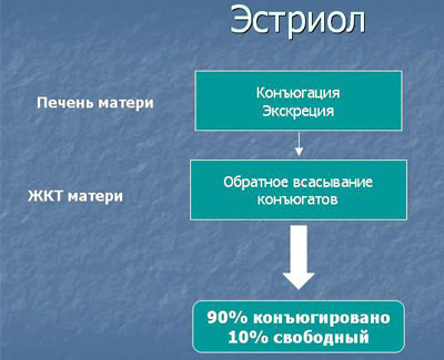 Свободный эстриол Эстриол является стероидным женским половым гормоном