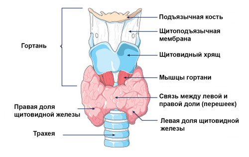 Тиреотоксикоз Как выглядит щитовидная железа