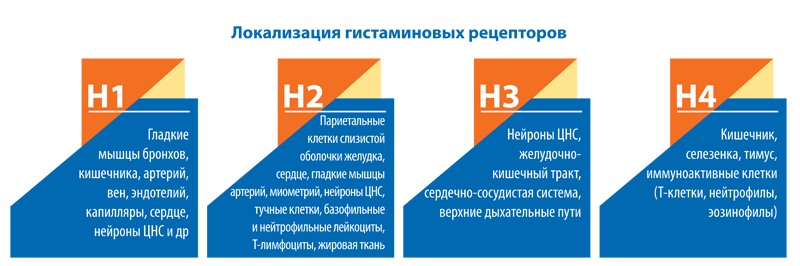 Гистаминовые рецепторы Что это такое гистамин и гистаминовые рецепторы