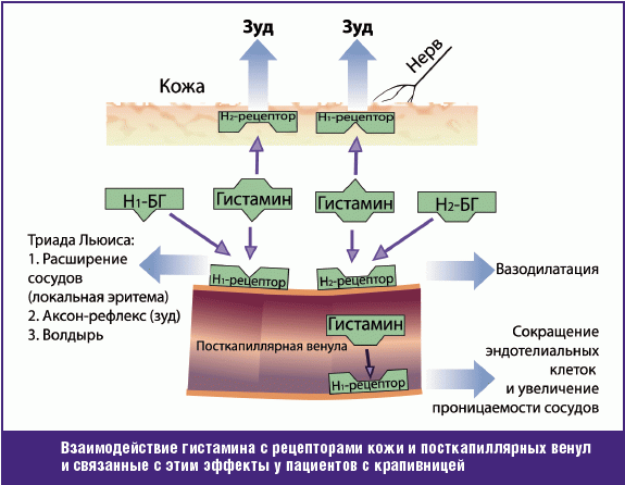 Какова роль гистамина в организме Механизм действия гистамина и его эффекты