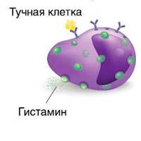 Гистамин синтезируется в тучных клетках