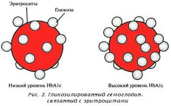 Гликогемоглобин Что такое гликированный гемоглобин?