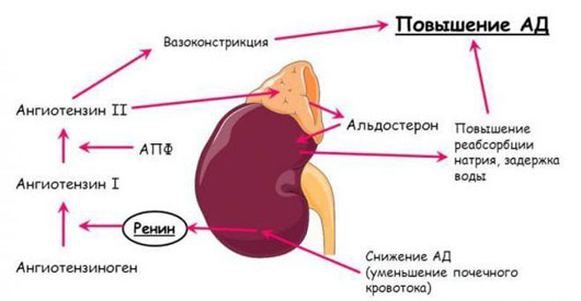 Как вырабатывается гормон надпочечника альдостерон Что такое альдостерон и его функции для организма