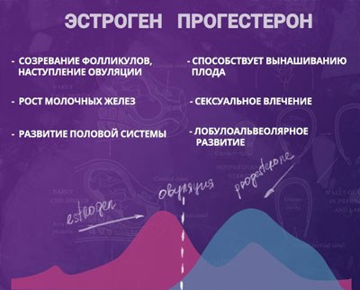 Эстроген и прогестерон За что отвечает женский гормон эстроген
