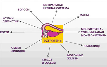 Эстрогены — женские половые гормоны Влияние эстрогенов на женский организм