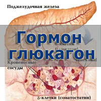 За что отвечает глюкагон и как взаимодействует с другими веществами в организме