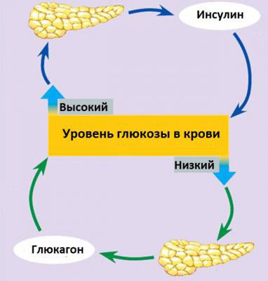 Функции гормона глюкагона Функции глюкагона в организме человека и влияние на уровень глюкозы в крови