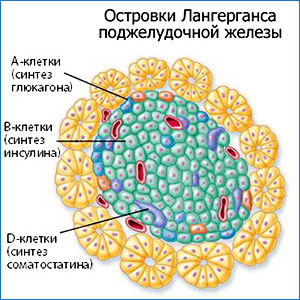 Что такое глюкагон Гормон глюкагон образуется в поджелудочной железе