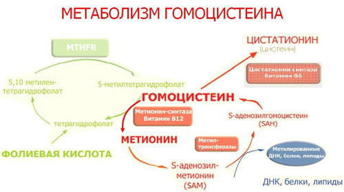 Метаболизм гомоцистеина Что такое гомоцистеин и его обмен в организме