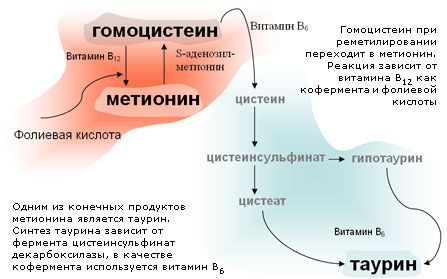 Гомоцистеин — что же это? Метаболизм гомоцистеина