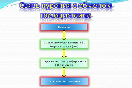 Как никотин вредит обмену гомоцистеин Влияние курения на обмен гомоцистеин в организме
