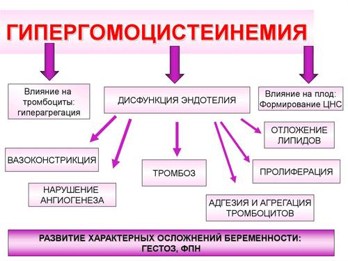 Гипергомоцистеинемия На что влияет гипергомоцистеинемия
