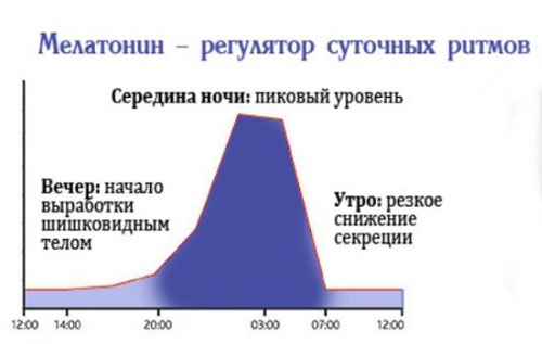 График выработки мелатонина Где и как вырабатывается мелатонин?