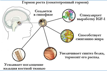 Как вырабатывается соматотропин Соматотропный гормон (СТГ) вырабатывается в гипофизе человека
