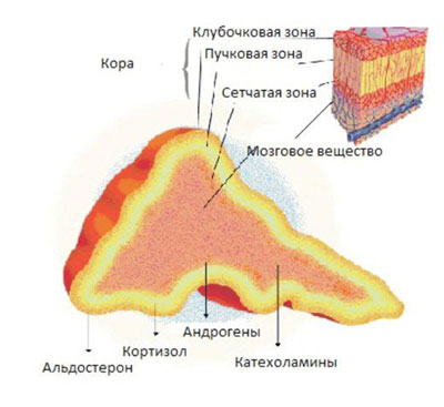 Кора надпочечников Гормоны надпочечников и болезни при их нарушени