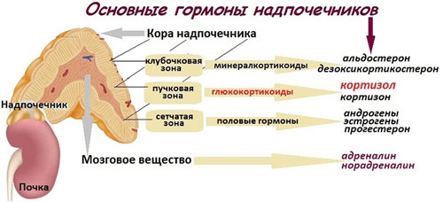 Группы гормонов надпочечников Гормоны надпочечников и их функции