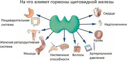 На какие органы оказывает влияние житовидка На что влияют гормоны щитовидной железы
