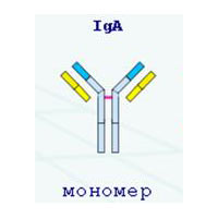 Иммуноглобулин А (IgA) - показатель гуморального иммунитета.