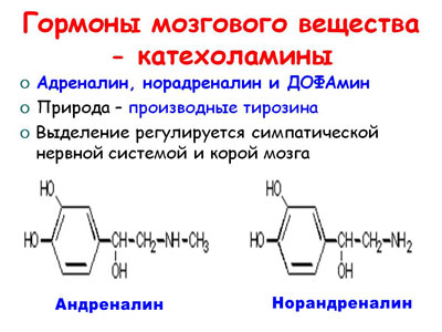 Гормоны катехоламины