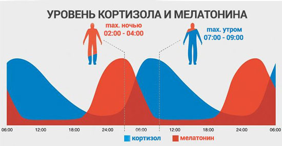 Время выработки кортизола В какое время суток уровень кортизола в крови максимальный