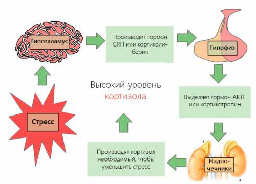 Что такое кортизол и когда он вырабатывается Почему вырабатывается повышенный кортизол у мужчин и к чему это приводит