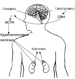 Где вырабатывается гормон стресса кортизол Роль кортизола в организме человека и каким органом он вырабатывается