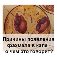 Причины появления амилореи