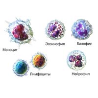 как расшифровать лейкоцитарную формулу