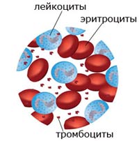 лейкоциты в крови фото
