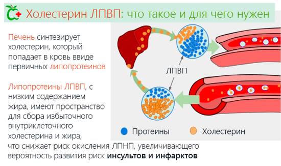 «хороший» холестерин является липопротеидами высокой плотности Липопротеиды высокой плотности участвуют в очистке и удалении холестерина и атеросклеротических бляшек из артерий.