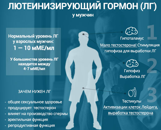 ЛГ у мужчин Лютеинизирующий гормон поддерживает нормальную деятельность половой системы у мужчин