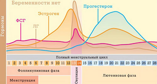 Функции лютеинизирующего гормона в женском организме Репродуктивную функцию у женщин обеспечивает лютеинизирующий гормон.