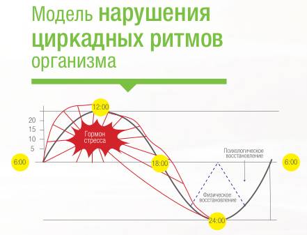 Циркадные ритмы Модель нарушения циркадных ритмов организма