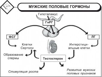 Половые гормоны мужского организма Мужские половые гормоны и их роль в организме
