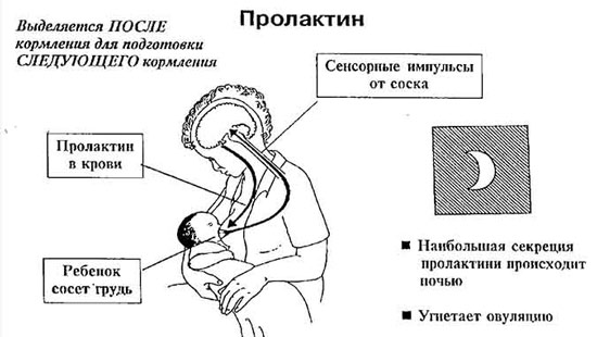 Пролактин отвечает за детородную функцию, регулирует овуляцию и менструальный цикл.