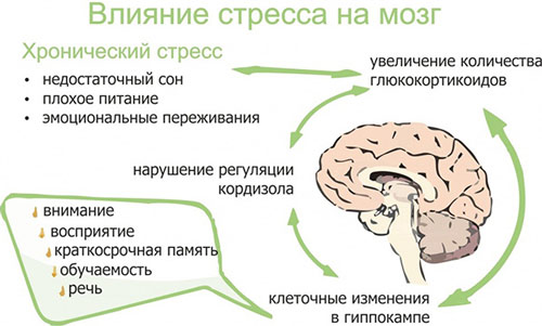 Как влияет стресс на мозг Значение кортизола для организма и к чему приводит нарушение его регуляции
