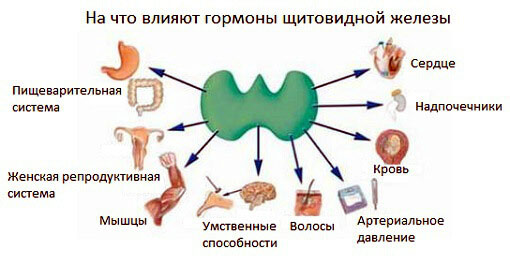На какие органы влияет щитовидная железа и ее гормоны Влияние гормонов щитовидной железы на работу органов