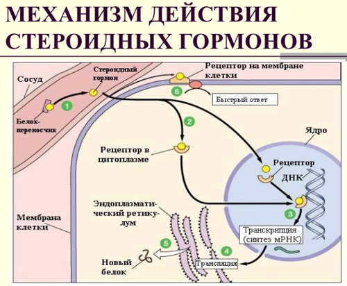 Механизм действия стероидов Механизм действия стероидных гормонов