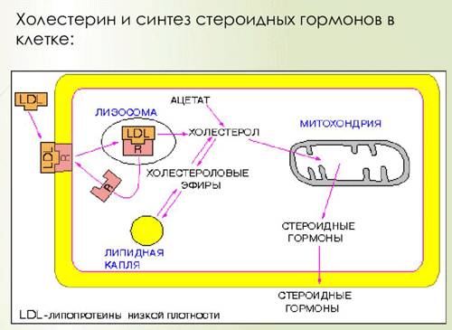Синтез стероидных гормонов Как синтезируются стероидные гормоны в клетке