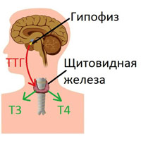 Что за гормон трийодтиронин свободный (Т3 свободный) и за что отвечает в организме человека
