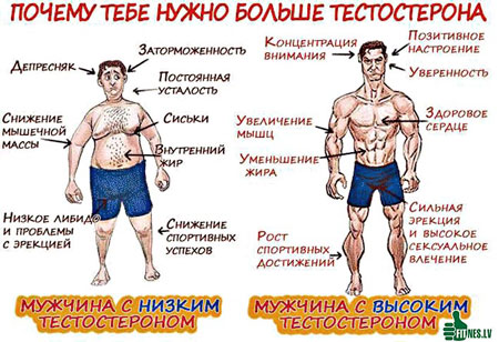 Низкий или высокий тестостерон К чему приводит низкий или высокий тестостерон