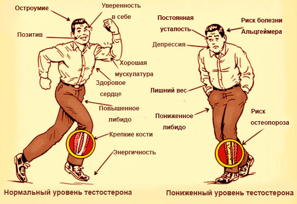 Что дает тестостерон для мужского организма Болезни, связанные с нарушением уровня тестостерона